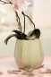 Mobile Preview: Orchideen Blumentopf Carmina bouquet hellgrün 14 cm