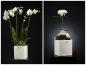 Preview: Blumentopf Crosia creme