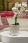 Preview: Orchideenblumentopf Dariella creme-weiß 14 cm