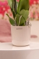 Preview: Orchideenblumentopf Dariella creme-weiß 14 cm