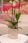 Mobile Preview: Orchideenblumentopf Galla creme-weiß 13 cm