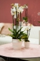 Mobile Preview: Orchideen Blumentopf Miseri creme - weiss 13 cm