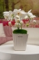Mobile Preview: Orchideenblumentopf Paride creme-weiß 14 cm