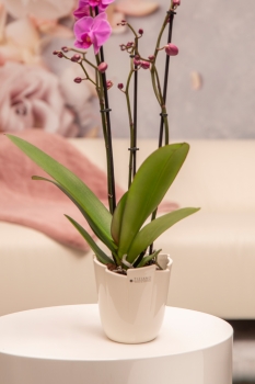 Orchideenblumentopf Grosetto creme-weiß 14,5 cm