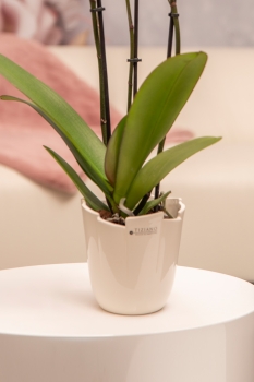 Orchideenblumentopf Grosetto creme-weiß 14,5 cm