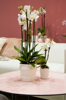 Orchideen Blumentopf Miseri creme - weiss 13 cm