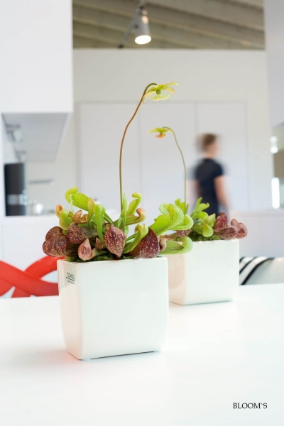 Tiziano Blumenkübel Lugano – Zeitlose Eleganz für Ihre Pflanzen