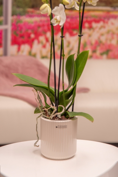 Orchideenblumentopf Galla creme-weiß 13 cm
