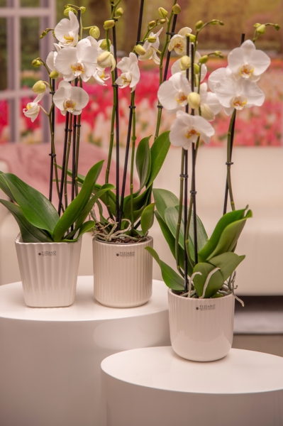 Orchideenblumentopf Dariella creme-weiß 14 cm