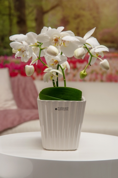 Orchideenblumentopf Paride creme-weiß 14 cm